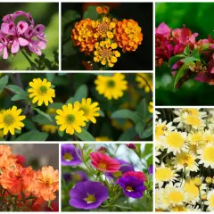 Kolorowe rośliny na balkon południowy: różowe pelargonie, żółte i pomarańczowe kwiaty, fuksje, białe margaretki, pomarańczowe i fioletowe dzwonki.