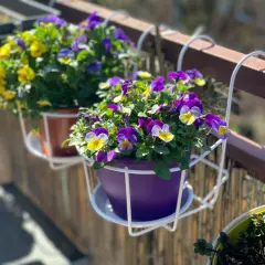 Kolorowe bratki na balkonie w fioletowych i brązowych doniczkach, ozdabiające balustradę.