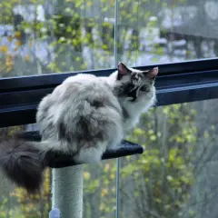 Puszysty kot siedzi na drapaku, obserwując świat za oknem. To inspiracja, jak zabezpieczyć balkon dla kota, by mógł bezpiecznie podziwiać widoki.