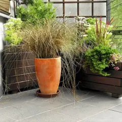 Trawa pampasowa w donicy na balkonie, obok innych roślin w drewnianych skrzyniach.