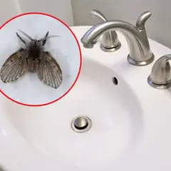 Małe muszki w łazience, siedzące na białej umywalce obok chromowanej baterii.