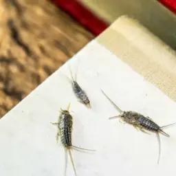 Trzy rybiki cukrowe spacerują po białej kartce, obok drewnianego blatu i książek.