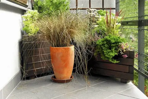 Trawa pampasowa w donicy na balkonie, obok innych roślin w drewnianych skrzyniach.