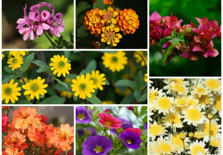 Kolorowe rośliny na balkon południowy: różowe pelargonie, żółte i pomarańczowe kwiaty, fuksje, białe margaretki, pomarańczowe i fioletowe dzwonki.