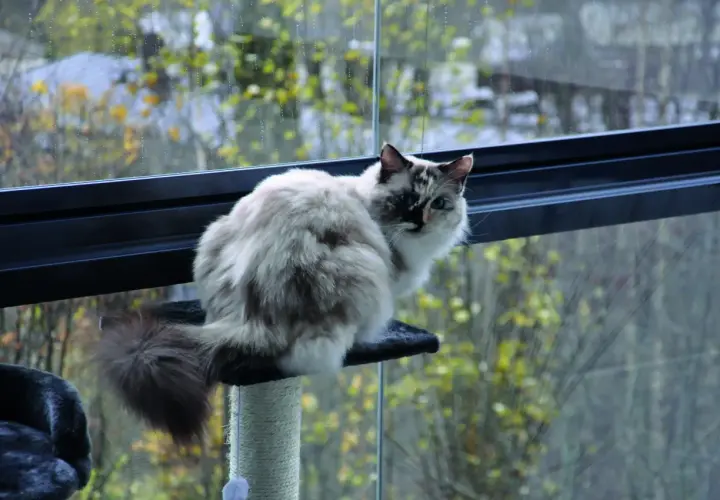 Puszysty kot siedzi na drapaku, obserwując świat za oknem. To inspiracja, jak zabezpieczyć balkon dla kota, by mógł bezpiecznie podziwiać widoki.
