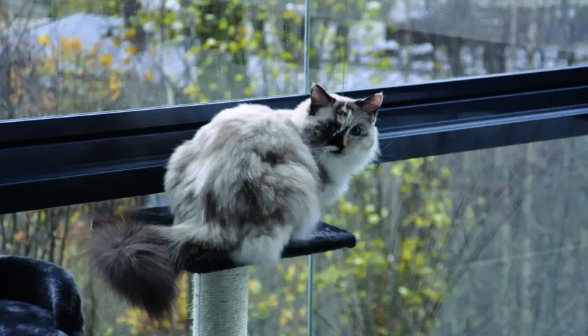 Puszysty kot siedzi na drapaku, obserwując świat za oknem. To inspiracja, jak zabezpieczyć balkon dla kota, by mógł bezpiecznie podziwiać widoki.