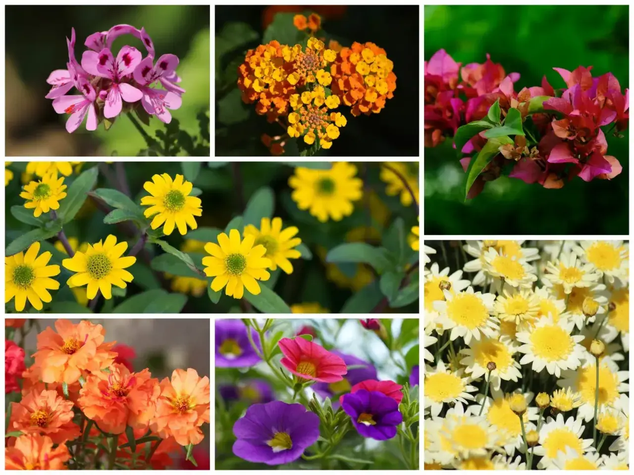 Kolorowe rośliny na balkon południowy: różowe pelargonie, żółte i pomarańczowe kwiaty, fuksje, białe margaretki, pomarańczowe i fioletowe dzwonki.