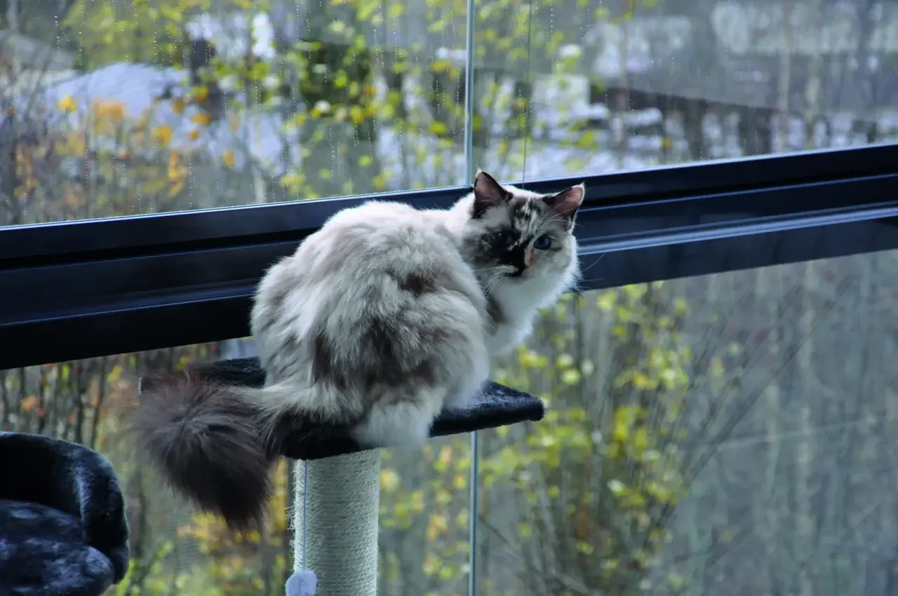 Puszysty kot siedzi na drapaku, obserwując świat za oknem. To inspiracja, jak zabezpieczyć balkon dla kota, by mógł bezpiecznie podziwiać widoki.