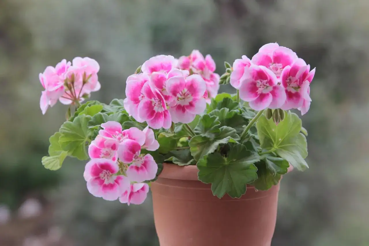 Różowe pelargonie w doniczce, idealne kwiaty na taras długo kwitnące, zachwycają swoim urokiem.