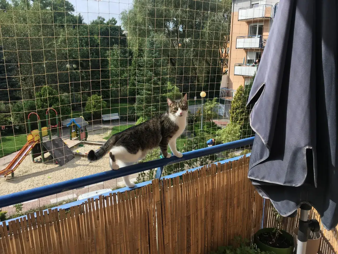 Kot na balkonie zabezpieczonym siatką, idealny przykład jak zabezpieczyć balkon dla kota. W tle plac zabaw i budynek.